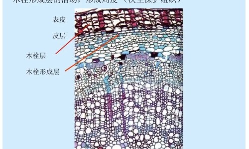 莴笋的营养功效和副作用网 | 莴笋的功效与副作用,莴笋的营养功效和副作用禁忌